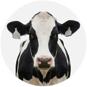 Cattle