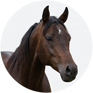 Horses