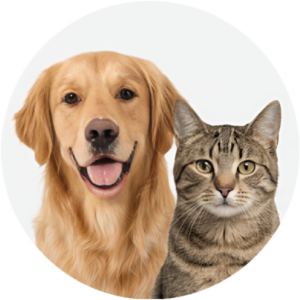 Pets