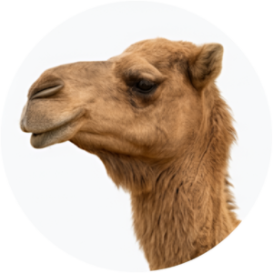 Camels