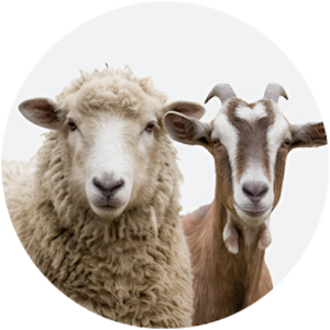 Sheep & Goats